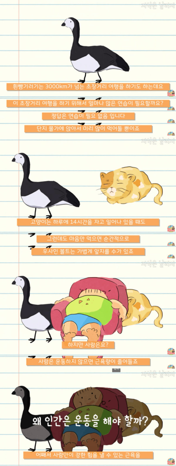 인간이 근육을 포기하고 얻은 것