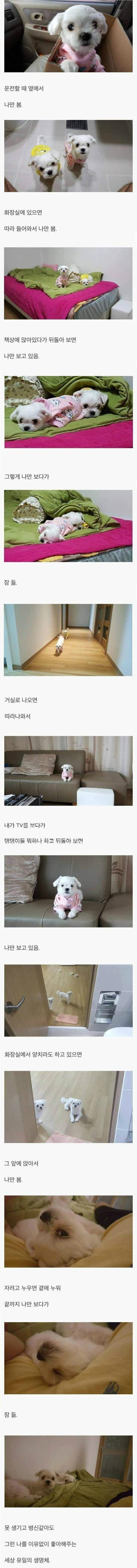 댕댕이를 키워야하는 이유