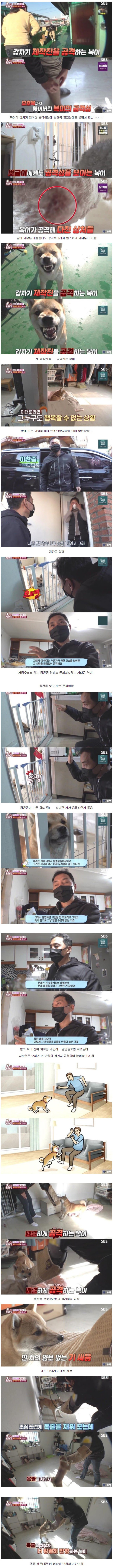 주인도 무는 공격적인 시바견 솔루션