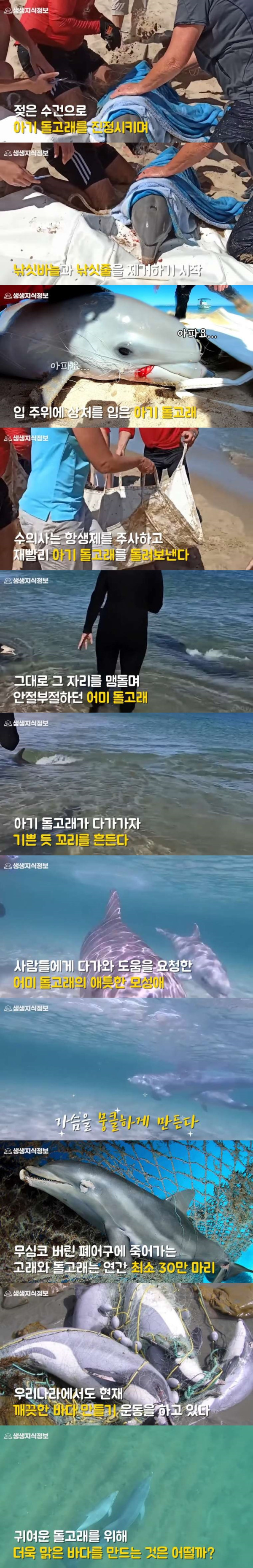 아기 돌고래를 살리려는 어미 돌고래의 모성애