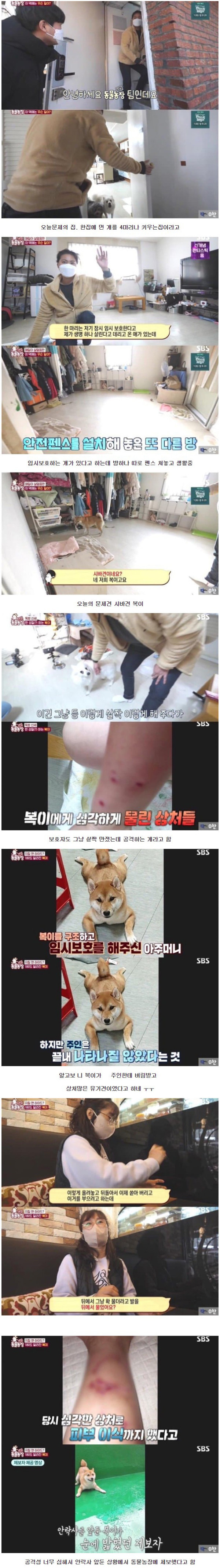 주인도 무는 공격적인 시바견 솔루션