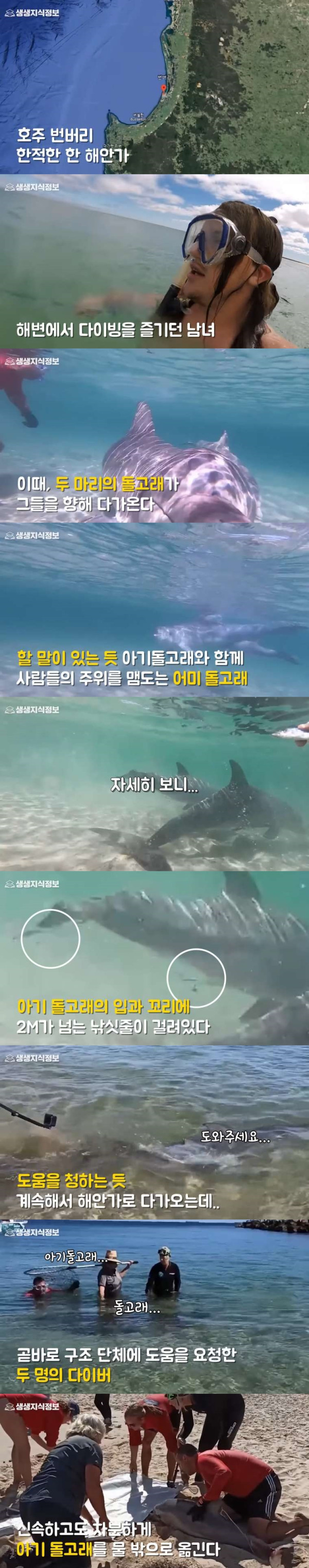 아기 돌고래를 살리려는 어미 돌고래의 모성애