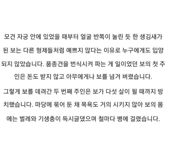 못생겨서 버림받은 리트리버
