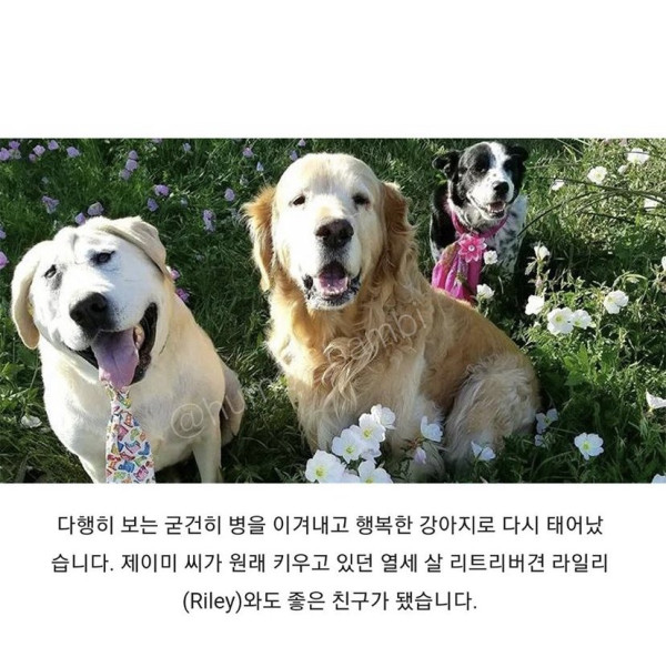 못생겨서 버림받은 리트리버