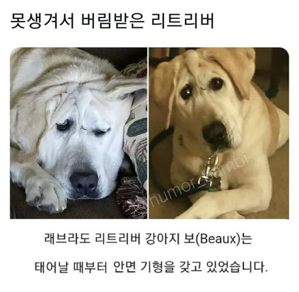 못생겨서 버림받은 리트리버
