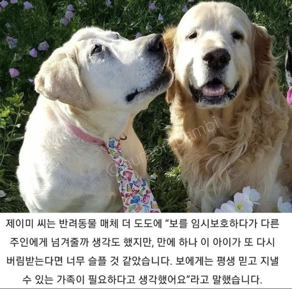 못생겨서 버림받은 리트리버