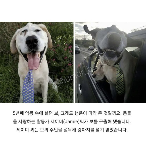 못생겨서 버림받은 리트리버