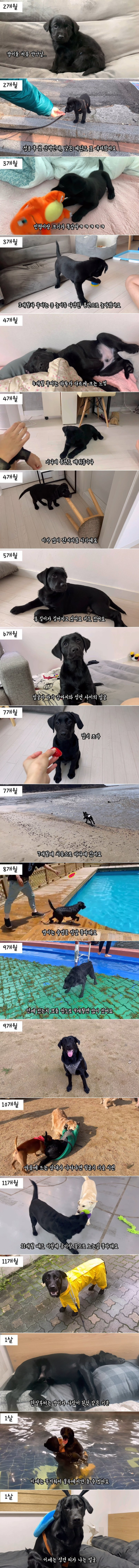 대형견 레브라도 리트리버 1년간의 성장속도