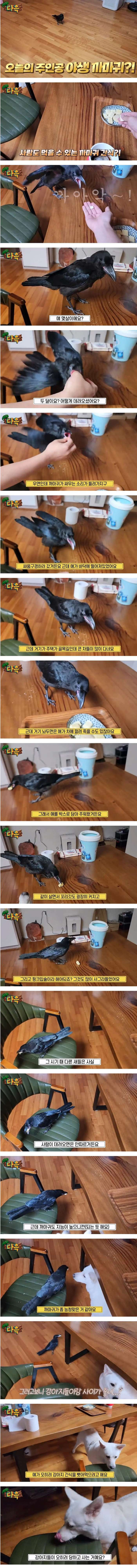 집에서 야생 까마귀를 키우는 집