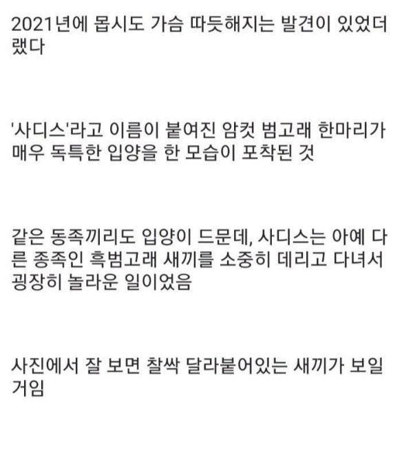 흑범고래 새끼를 입양한 범고래
