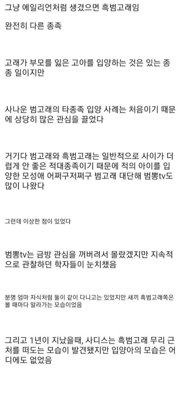 흑범고래 새끼를 입양한 범고래
