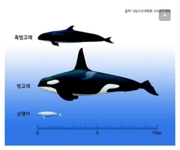흑범고래 새끼를 입양한 범고래