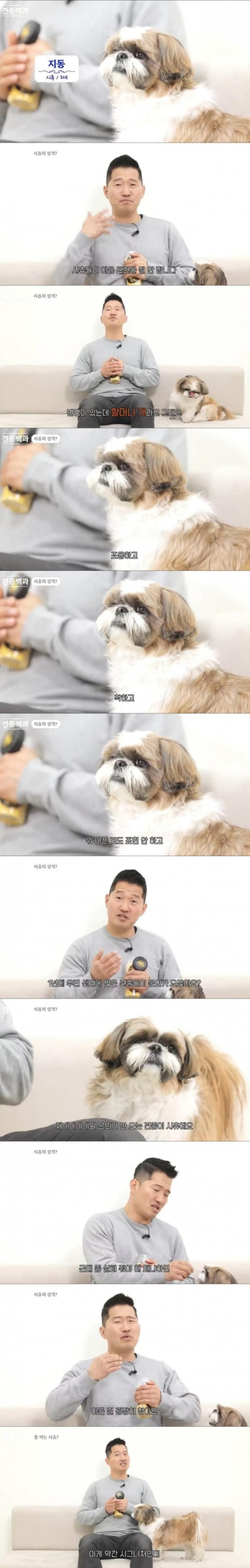 강형욱이 말하는 시츄 특징