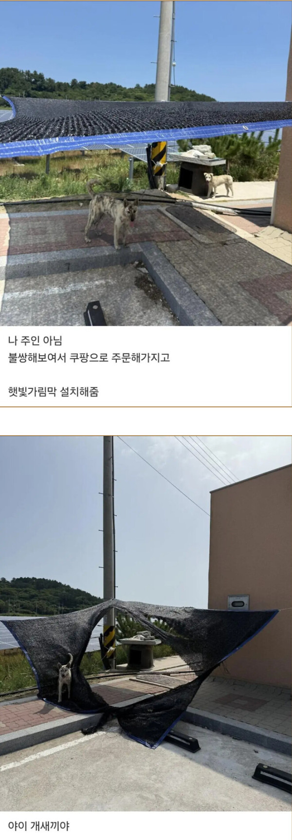 시골강아지들 더워보여서 가림막해줬더니..