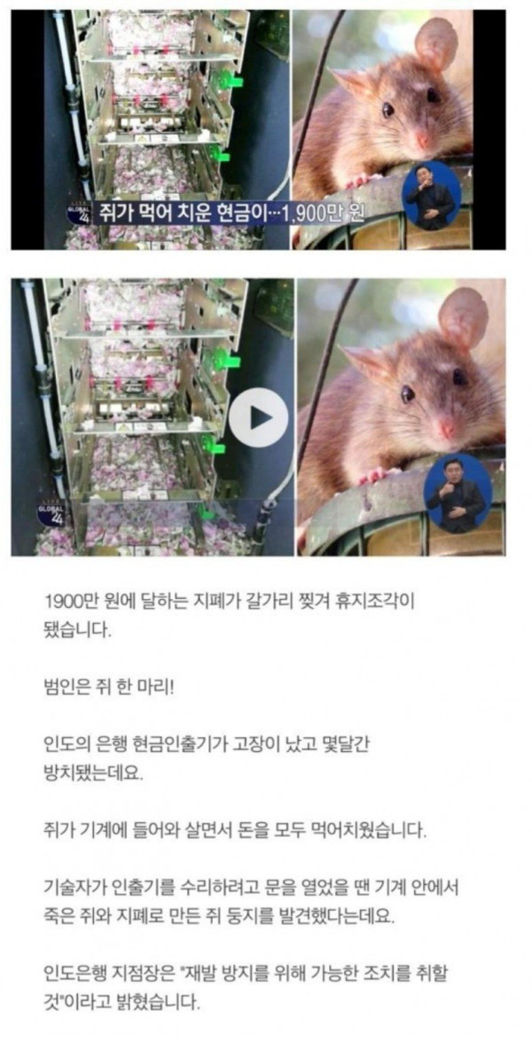 돈 1900만을 먹튀한 쥐!