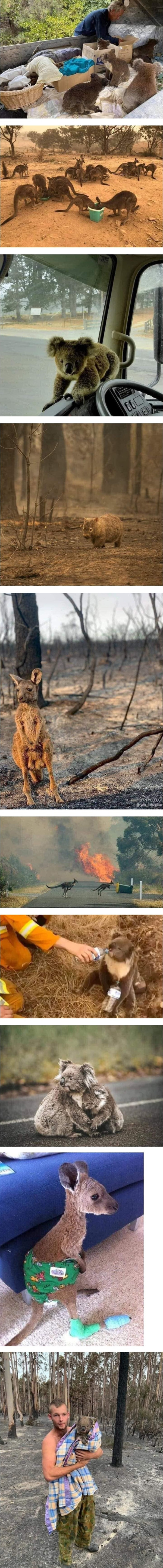 호주 산불.... 동물들의 상황