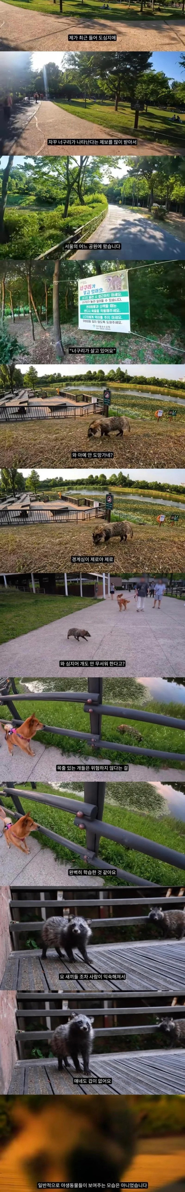 요즘 한강에 자주 보인다는 생물