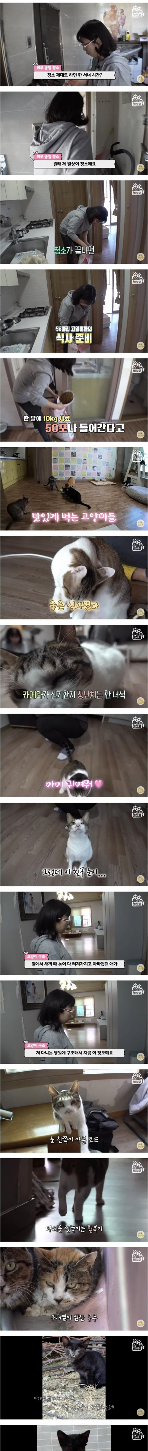 건물 전체가 고양이로 가득 찬 건물주의 삶