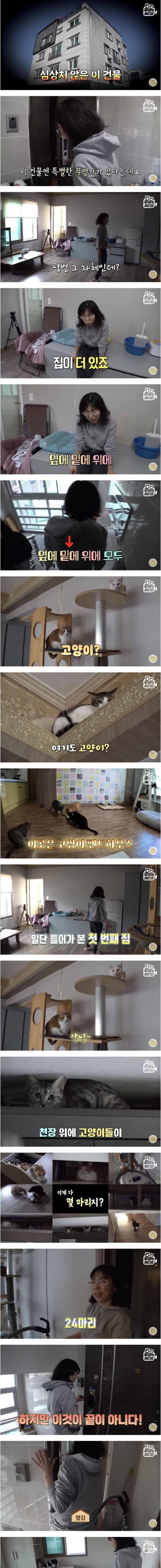 건물 전체가 고양이로 가득 찬 건물주의 삶