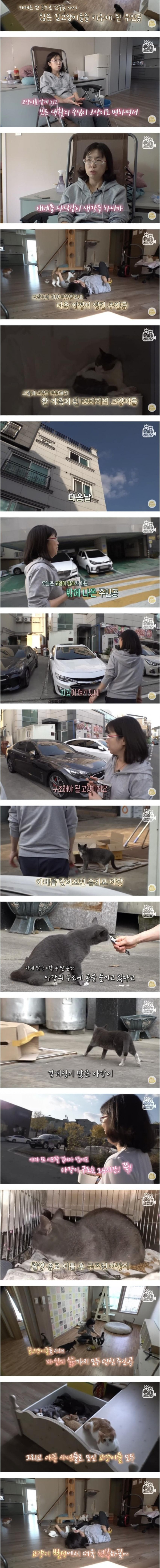 건물 전체가 고양이로 가득 찬 건물주의 삶