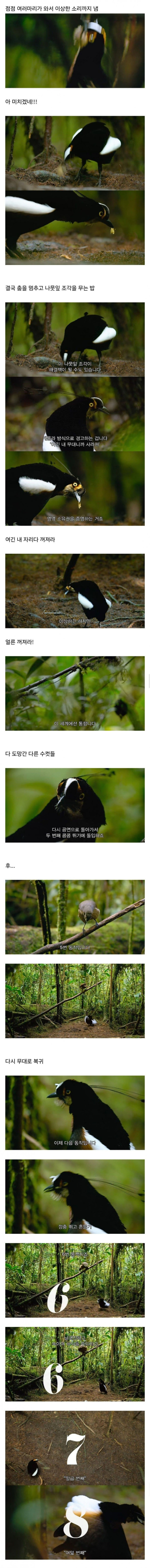 짝짓기 하려고 춤추고 있었는데 동네 남자들이 다 와서 방해함