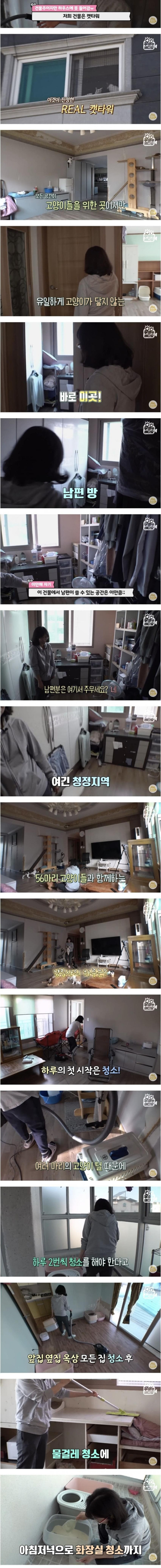 건물 전체가 고양이로 가득 찬 건물주의 삶