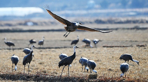 전봇대 수백개를 뽑아버렸던 순천시