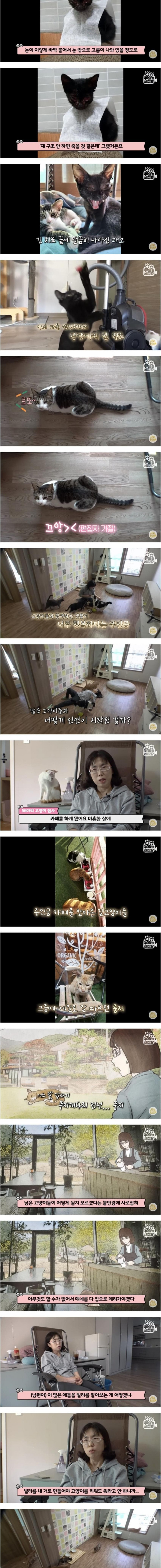 건물 전체가 고양이로 가득 찬 건물주의 삶