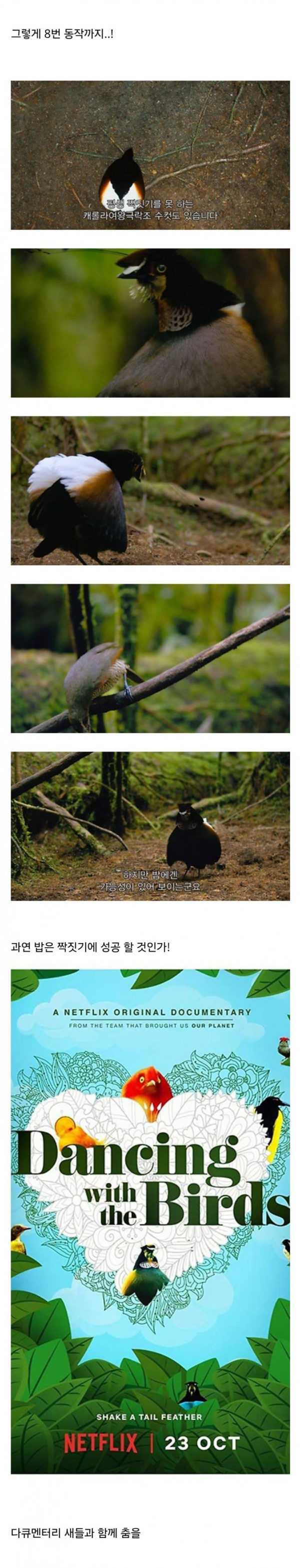 짝짓기 하려고 춤추고 있었는데 동네 남자들이 다 와서 방해함