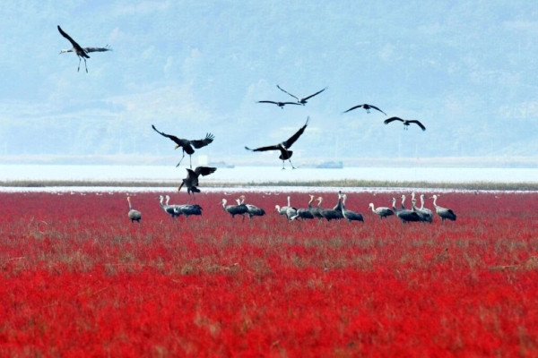 전봇대 수백개를 뽑아버렸던 순천시