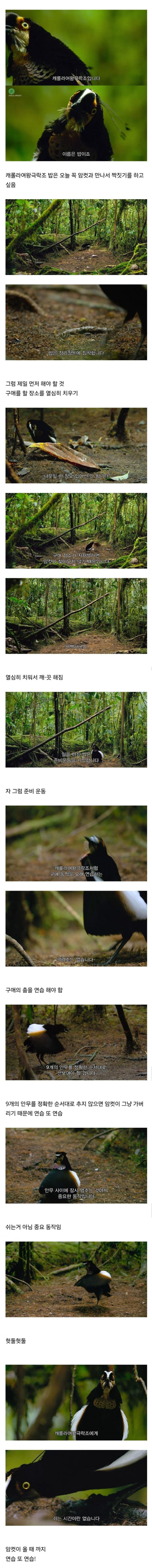 짝짓기 하려고 춤추고 있었는데 동네 남자들이 다 와서 방해함