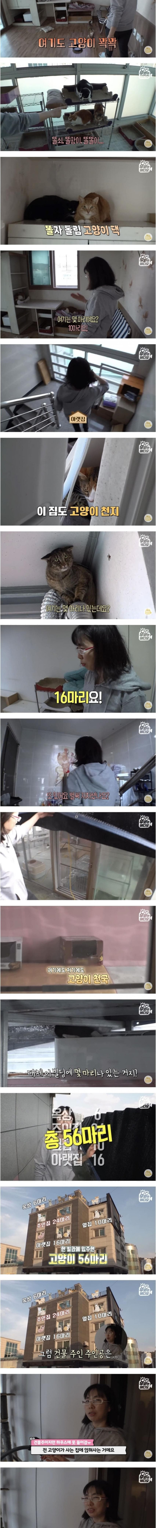 건물 전체가 고양이로 가득 찬 건물주의 삶