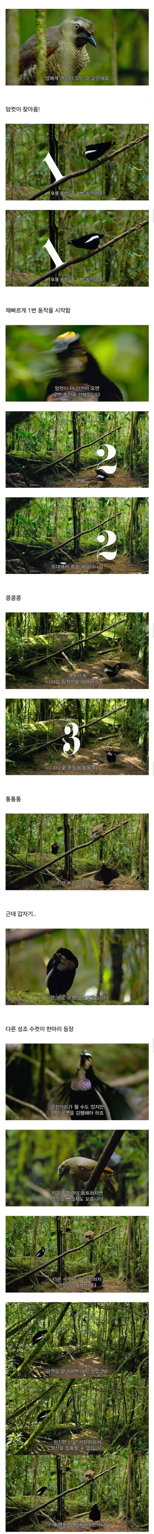 짝짓기 하려고 춤추고 있었는데 동네 남자들이 다 와서 방해함