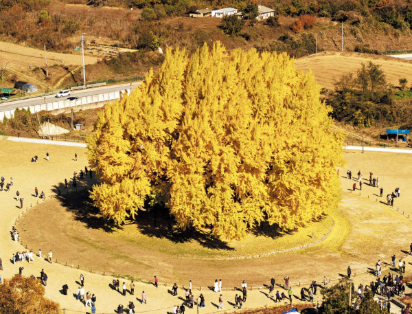천연기념물 1318살 반계리 은행나무