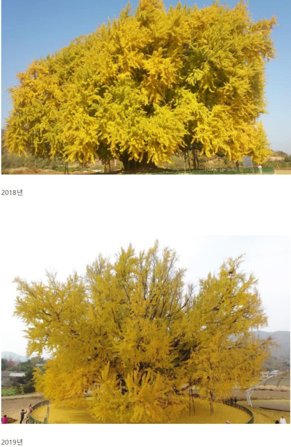 천연기념물 1318살 반계리 은행나무