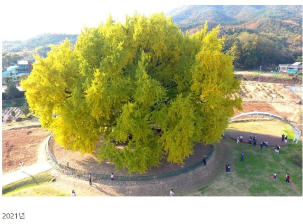 천연기념물 1318살 반계리 은행나무