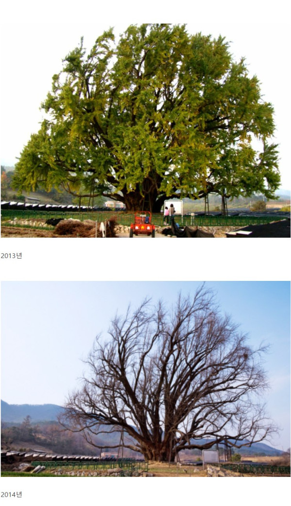 천연기념물 1318살 반계리 은행나무