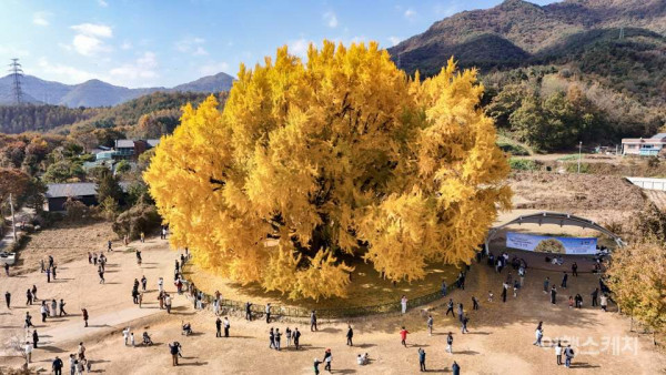 천연기념물 1318살 반계리 은행나무