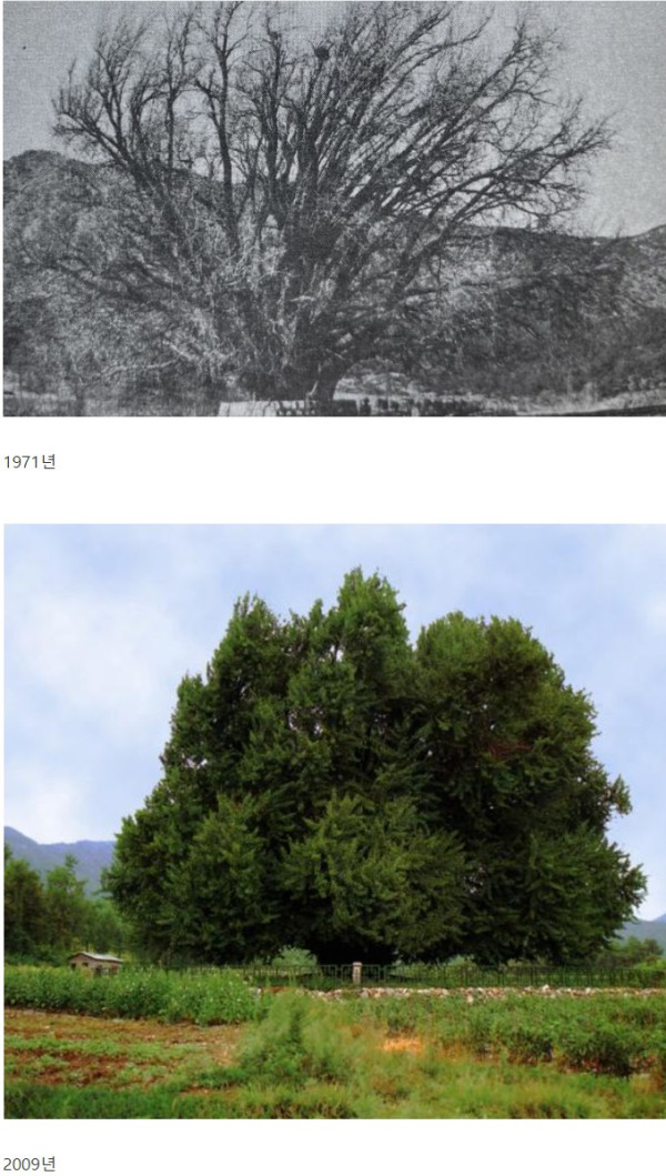 천연기념물 1318살 반계리 은행나무