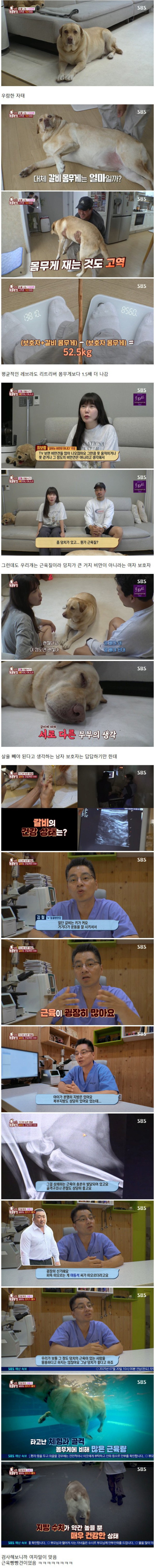 강아지를 돼지 만들어 놓고 비만 아니라고 우기는 여자