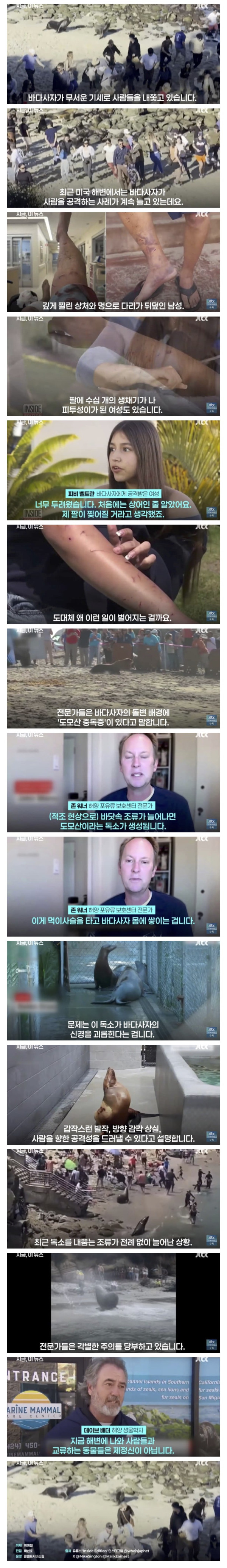 바다사자 '악마처럼 돌변'