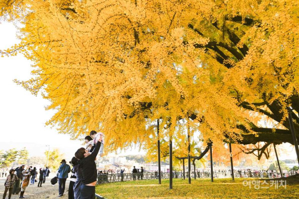 천연기념물 1318살 반계리 은행나무