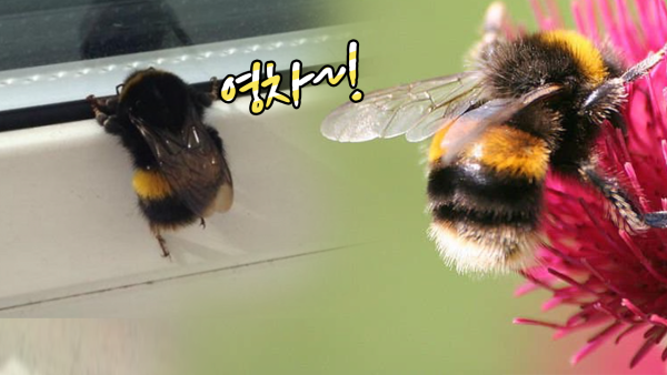 곤충들 중 귀여움류 1티어