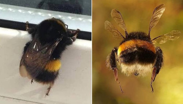 곤충들 중 귀여움류 1티어