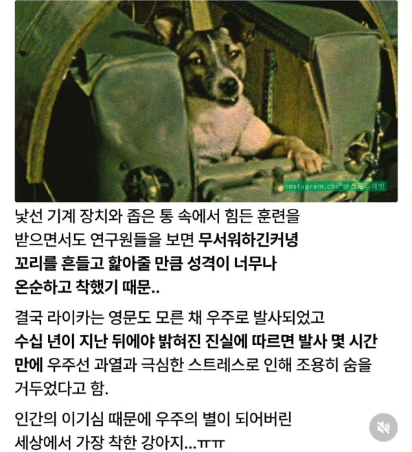 너무 착해서 우주로 가야 했던 강아지