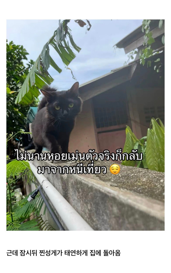 고양이를 잃어버렸는데 찾긴 찾았음