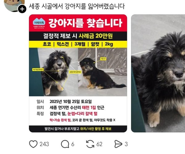 시골에서 실종됐던 강아지가 빡빡이가 돼서 돌아옴