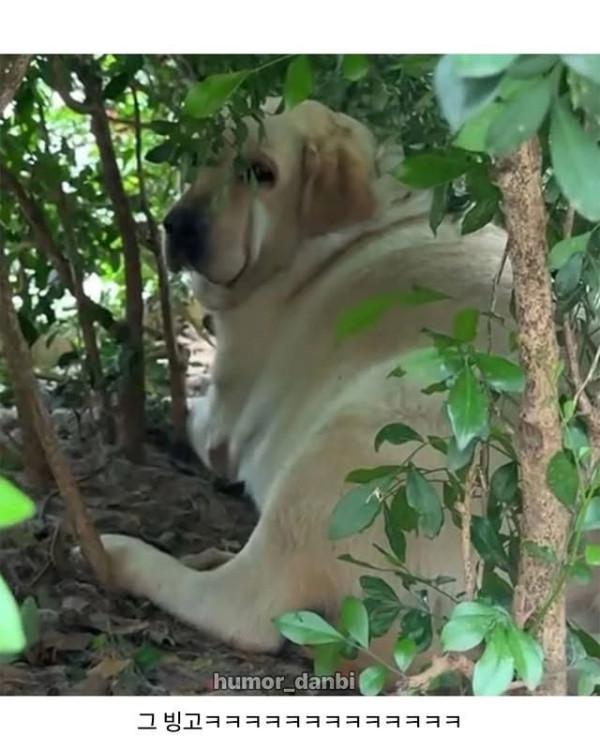 강아지에게 먹이 주지말라는 표지판