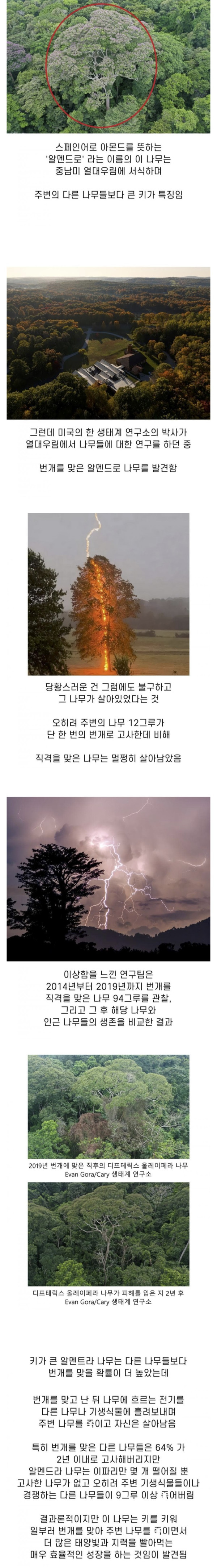 경쟁자를 없애기 위해 일부러 번개 맞는 나무