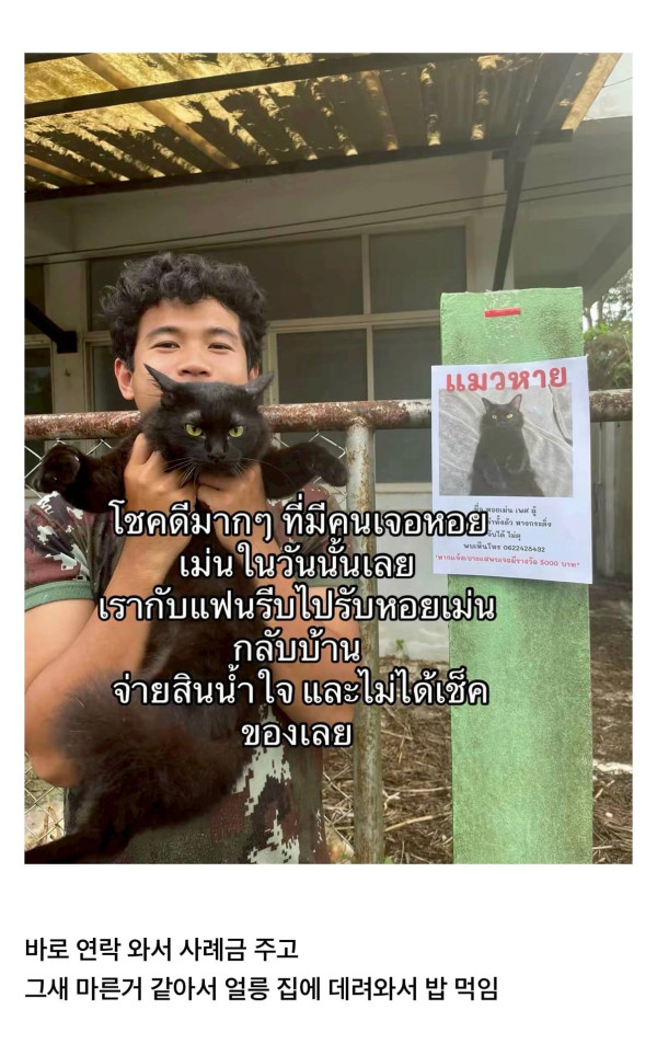 고양이를 잃어버렸는데 찾긴 찾았음